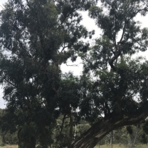 Eucalyptus melliodora at Red Hill to Yarralumla Creek - 29 Jan 2022 10:56 AM