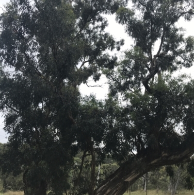 Eucalyptus melliodora (Yellow Box) at Hughes, ACT - 28 Jan 2022 by Tapirlord