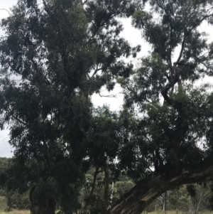 Eucalyptus melliodora at Red Hill to Yarralumla Creek - 29 Jan 2022