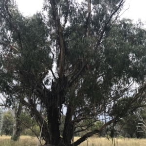 Eucalyptus viminalis at Hughes, ACT - 29 Jan 2022