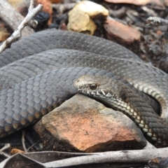 Austrelaps ramsayi (Highlands Copperhead) at Mongarlowe River - 30 Jan 2022 by HelenCross