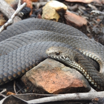 Austrelaps ramsayi (Highlands Copperhead) at Monga, NSW - 30 Jan 2022 by HelenCross