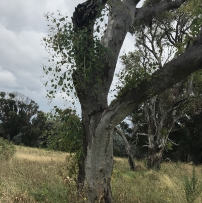 Eucalyptus blakelyi (Blakely's Red Gum) at Hughes, ACT - 29 Jan 2022 by Tapirlord