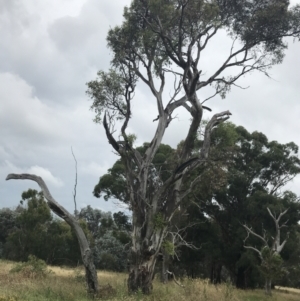 Eucalyptus blakelyi at Undefined Area - 29 Jan 2022 11:00 AM