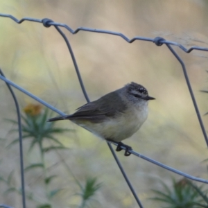 Acanthiza chrysorrhoa at Numeralla, NSW - 26 Jan 2022