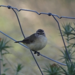 Acanthiza chrysorrhoa at Numeralla, NSW - 26 Jan 2022