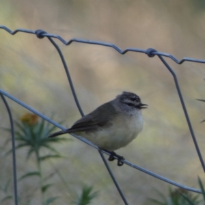 Acanthiza chrysorrhoa at Numeralla, NSW - 26 Jan 2022