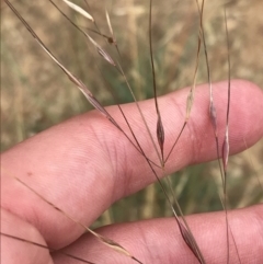 Austrostipa bigeniculata (Kneed Speargrass) at Deakin, ACT - 29 Jan 2022 by Tapirlord