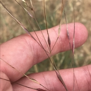 Austrostipa bigeniculata at Deakin, ACT - 29 Jan 2022