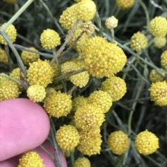 Calocephalus citreus (Lemon Beauty Heads) at Hughes, ACT - 29 Jan 2022 by Tapirlord