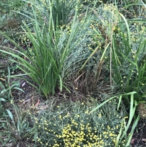 Calocephalus citreus at Hughes, ACT - 29 Jan 2022