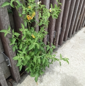 Solanum chenopodioides at Molonglo Valley, ACT - 30 Jan 2022