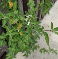 Solanum chenopodioides at Molonglo Valley, ACT - 30 Jan 2022