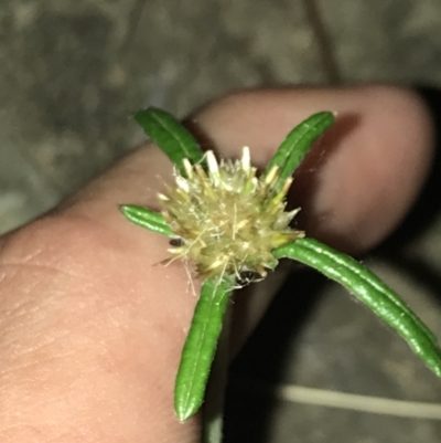 Euchiton sphaericus (star cudweed) at Garran, ACT - 30 Jan 2022 by Tapirlord