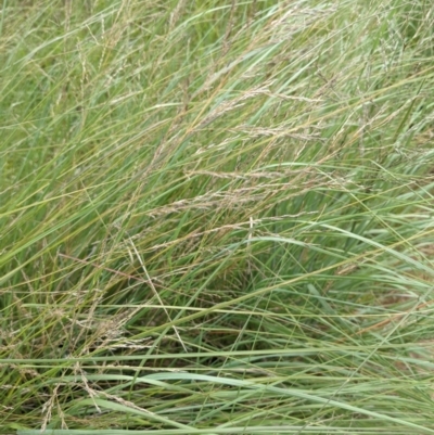 Eragrostis curvula (African Lovegrass) at Molonglo Valley, ACT - 30 Jan 2022 by abread111