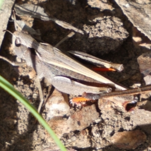 Cryptobothrus chrysophorus at Numeralla, NSW - 28 Jan 2022