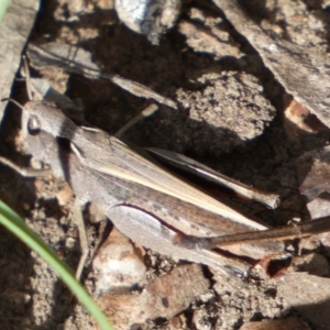 Cryptobothrus chrysophorus at Numeralla, NSW - 28 Jan 2022