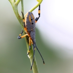 Amorbus sp. (genus) (Eucalyptus Tip bug) at Wodonga, VIC - 29 Jan 2022 by KylieWaldon