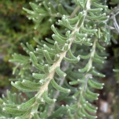 Grevillea lanigera at Numeralla, NSW - 28 Jan 2022