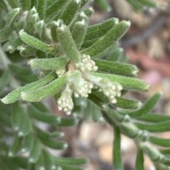 Grevillea lanigera at Numeralla, NSW - 28 Jan 2022