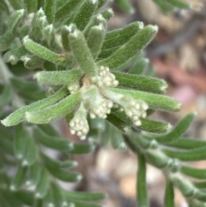 Grevillea lanigera at Numeralla, NSW - 28 Jan 2022