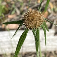 Euchiton involucratus (Star Cudweed) at Kybeyan State Conservation Area - 28 Jan 2022 by SteveBorkowskis