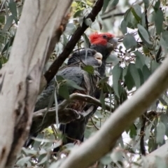 Callocephalon fimbriatum (Gang-gang Cockatoo) at Hughes, ACT - 30 Jan 2022 by LisaH