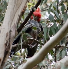 Callocephalon fimbriatum at Hughes, ACT - suppressed