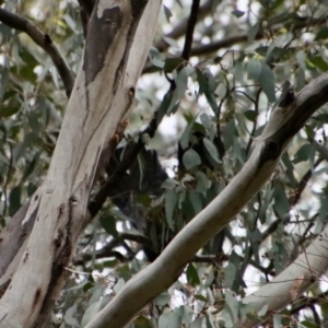 Callocephalon fimbriatum at Hughes, ACT - suppressed