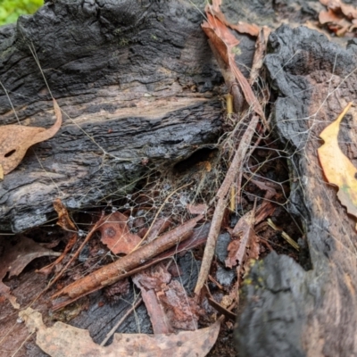 Hadronyche sp. (genus) (A funnel web) at Mongarlowe River - 29 Jan 2022 by HelenCross