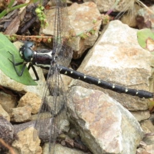 Eusynthemis guttata at Namadgi National Park - 20 Jan 2022