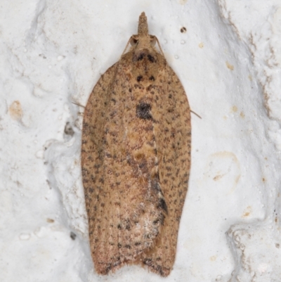 Meritastis laganodes (A Tortrix moth) at Melba, ACT - 13 Nov 2021 by kasiaaus