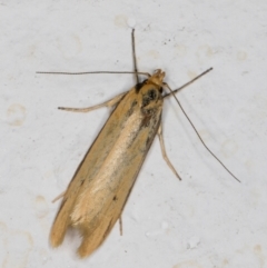 Philobota protecta (A concealer moth) at Melba, ACT - 13 Nov 2021 by kasiaaus