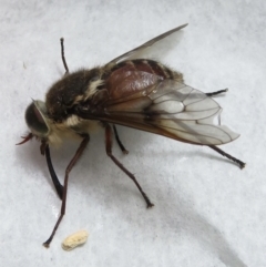 Scaptia sp. (genus) (March fly) at Bimberi, NSW - 20 Jan 2022 by RobParnell