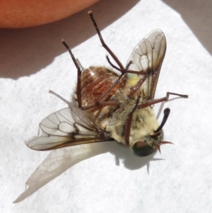 Scaptia sp. (genus) at Bimberi, NSW - 20 Jan 2022