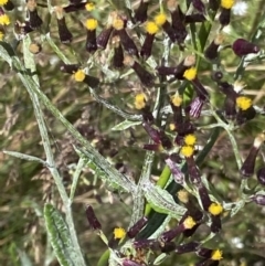 Senecio gunnii (Mountains Fireweed) at Cotter River, ACT - 27 Jan 2022 by RAllen