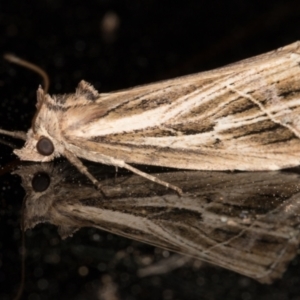 Lophotoma diagrapha at Melba, ACT - 16 Nov 2021 10:40 PM