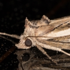 Lophotoma diagrapha at Melba, ACT - 16 Nov 2021 10:40 PM