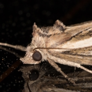 Lophotoma diagrapha at Melba, ACT - 16 Nov 2021 10:40 PM