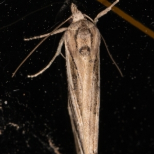 Lophotoma diagrapha at Melba, ACT - 16 Nov 2021 10:40 PM