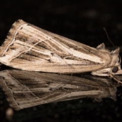 Lophotoma diagrapha at Melba, ACT - 16 Nov 2021 10:40 PM