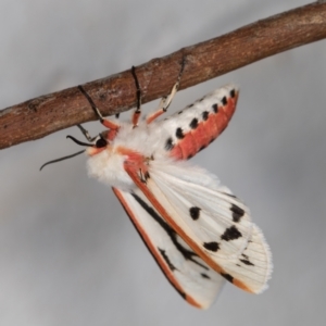 Aloa marginata at Melba, ACT - 17 Nov 2021