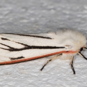 Aloa marginata at Melba, ACT - 17 Nov 2021