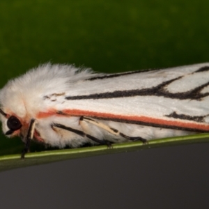 Aloa marginata at Melba, ACT - 17 Nov 2021