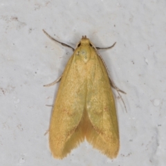 Aeolothapsa malacella (A Concealer moth) at Melba, ACT - 17 Nov 2021 by kasiaaus