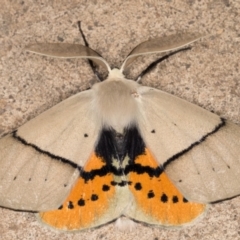 Gastrophora henricaria at Melba, ACT - 17 Nov 2021