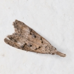 Carposina undescribed species (A Fruitworm moth (Family Carposinidae)) at Melba, ACT - 17 Nov 2021 by kasiaaus