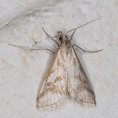 Sedenia rupalis (A Crambid moth) at Melba, ACT - 17 Nov 2021 by kasiaaus