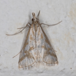 Sedenia rupalis at Melba, ACT - 17 Nov 2021