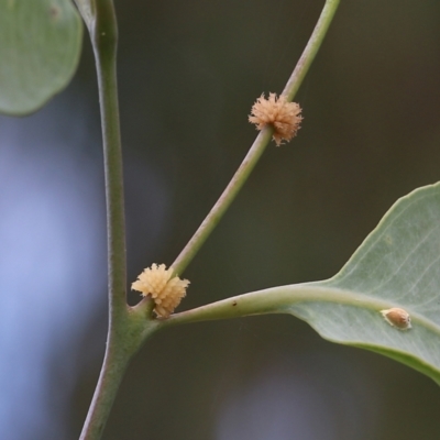 Paropsis atomaria (Eucalyptus leaf beetle) at Wodonga, VIC - 29 Jan 2022 by KylieWaldon